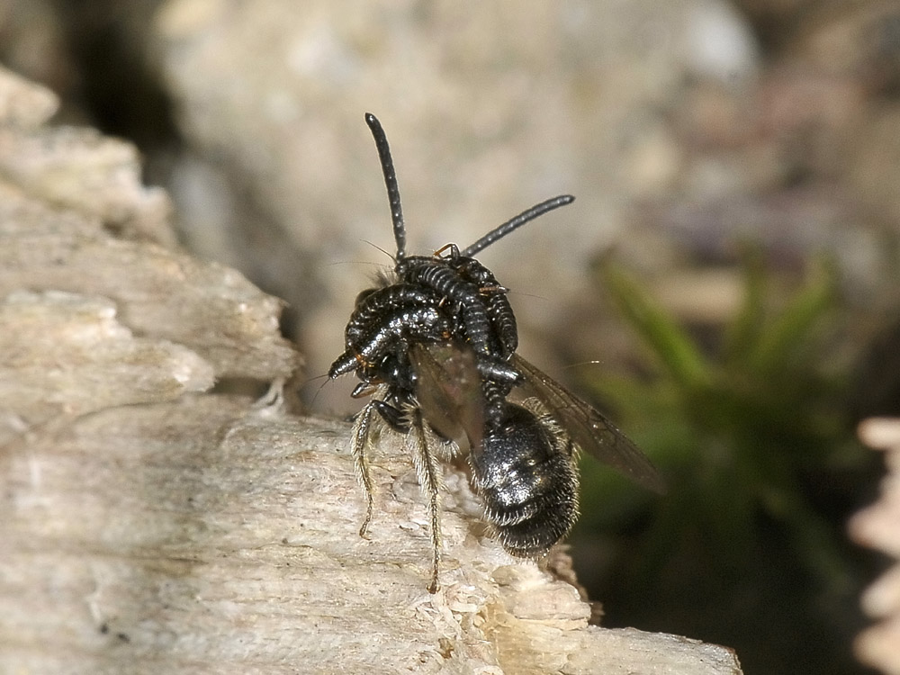 Triungulini invadenti